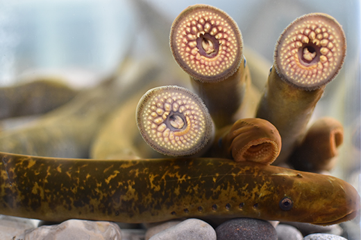  A group of six sea lampreys lying together in an aquarium. The tooth-filled mouths of three sea lampreys are visible and one is showing a watchful eye on the side of its head.